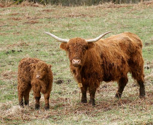 Highland Cow with calf 9Y316D-048.JPG